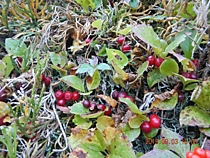 семена красники Сахалин