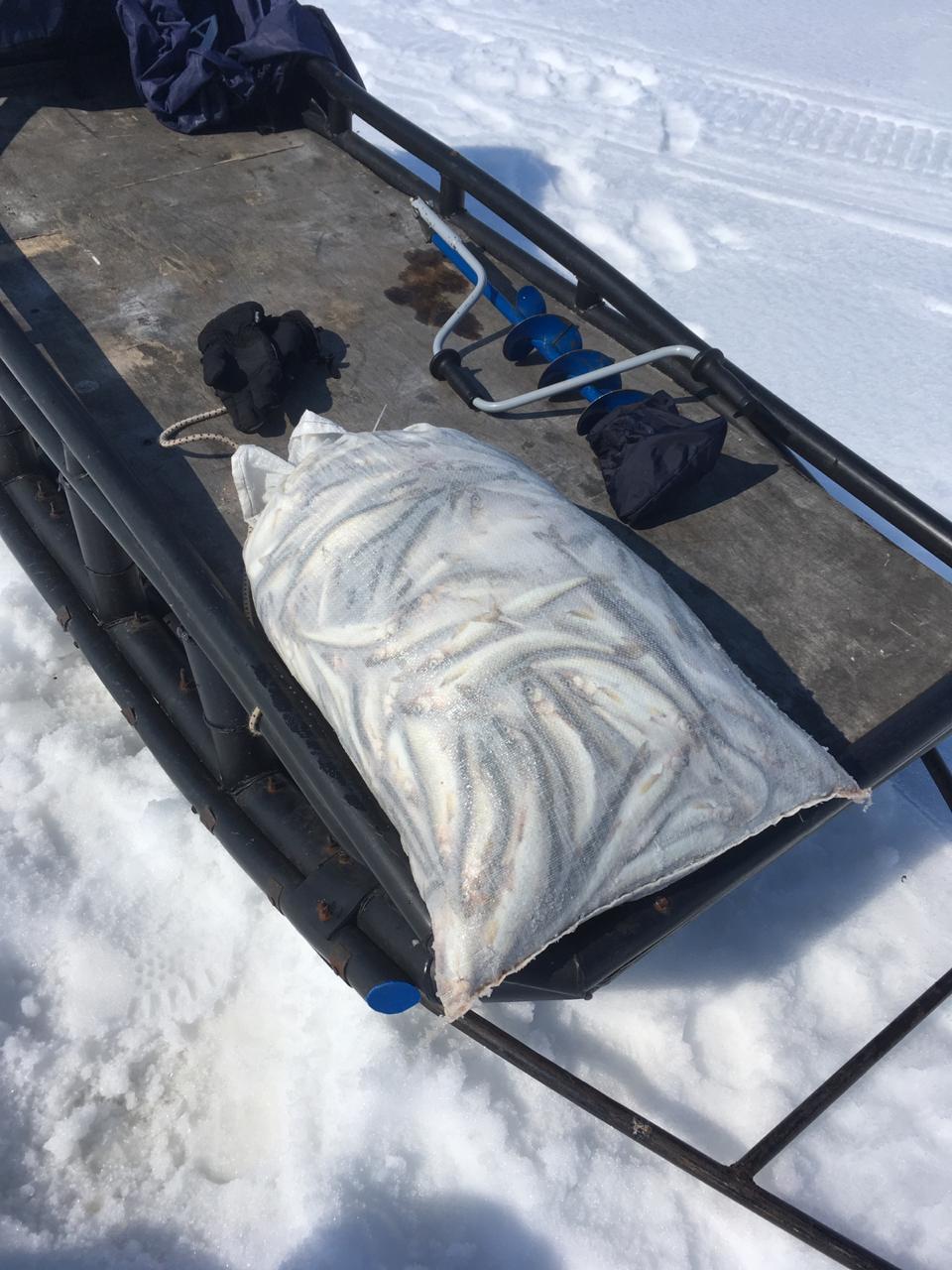 лов корюшки зимой на  камчатке. усть Камчатск  апрель 2019
