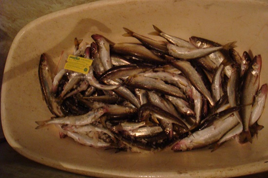 улов корюшки  на гирлвнды с рыбей кожей Хаябусу фосфор