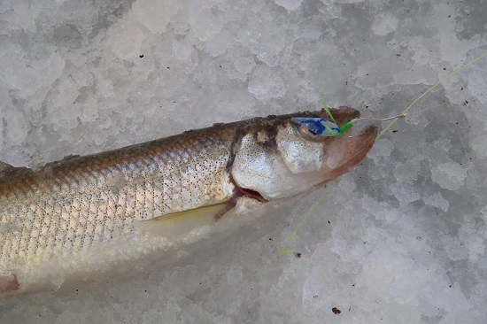 Корюшка зубатка на Ювелир с бородкой в виде крылышка рыбьей кожей хаябуса фосфор с пятном атаки