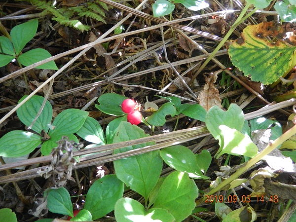 Красника Сахалинская довольно редкая ягода. Растет на горных склонах урожай дает  не каждый год , ягоды обычно редки  Заказывайте  т 89621222022