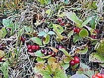 ягоды с семенами созревшей  красники сахалинской замороженные 50 гр ( хватит для засадки гектара  семенами клоповки красники)