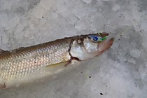 Корюшка зубатка на Ювелир с бородкой в виде крылышка рыбьей кожей хаябуса фосфор с пятном атаки