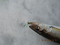 лов корюшки зимой на  Гирлянды сайта на сахалине
