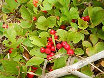 ягода Красника сахалинская , клоповка Сироп Красники сахалинской.