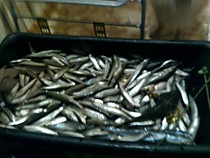 Зимняя рыбалка на самодуры корюшки  на Большом Буссе, Изменчивом,Лебяжбем, Найбе,