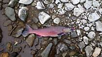 Рыбалка на камчатке летом 2021 на стример розовая креветка с сайта т 89621222022