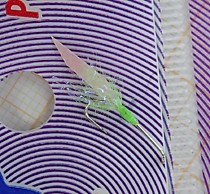 Снасти на корюшку самосвалы Терминатор № 3.5 мм с крылом рыбья кожа Фосфор с микроблесками и точкой Атаки и бородками салат УФ ( шантрез на корюшку)