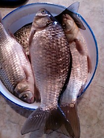 Рыбалка на сахалине, караси долинский район 4 сентября 2017 год