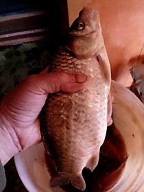 рыбалка на сахалине. капась долинский район 4 сентября 2017 г