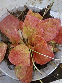 саженцы красники Сахалинской в пластиковой таре-- Осень.