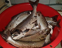 летняя рыбалка на Курилах ловля лосося и гольца на блесна тасманский дьявол колебалки стингер и розовый стример - креветка