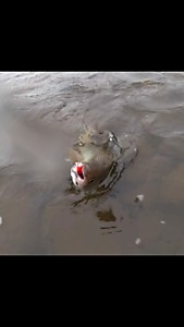 летняя рыбалка на Чукотке. хорошо ловят гольца на колебалки стингер, вертущки стиннгер, блесна тасманский дьявол, и хариус на розовые стримеры