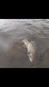 Рыбалка на Чукотке. Стример розовая креветка признана лучшей снастью по хариусу