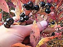 Черника гигантская высокорослая осенняя Черная черника   ( канадская черника любимое лакомство горных Гризли