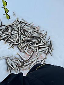 Рыбалка  на Чукотке зима корюшка анадырского Залива