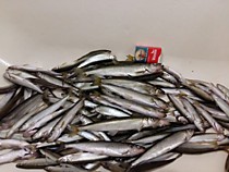 Рыбалка на сахалине  ловили на Крючки Хит№ 6 мм в Обвязке самодельной но лучше чем японская поэтому и уловы такие. Охотское Январь 19