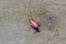 мушка егерь, розовое тело, белое крыло, черные ножки №10