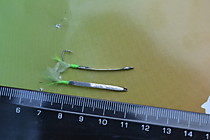 Микрофлешер-блесна техническое серебро, японский плоский крючок №5.5 Маруто Длинна 30 мм толщина 0.15мм,  ширина плоскости, 2 мм. бронзовая петелька, муха из подвижного крыла софтскина шимона в цвете бледно зеленый фосфор и шека в цвете салатовый флюорисц