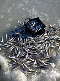 снаси  для зимней рыбалки корюшки  и наваги  в Де Кастри и севера сахалина г Оха